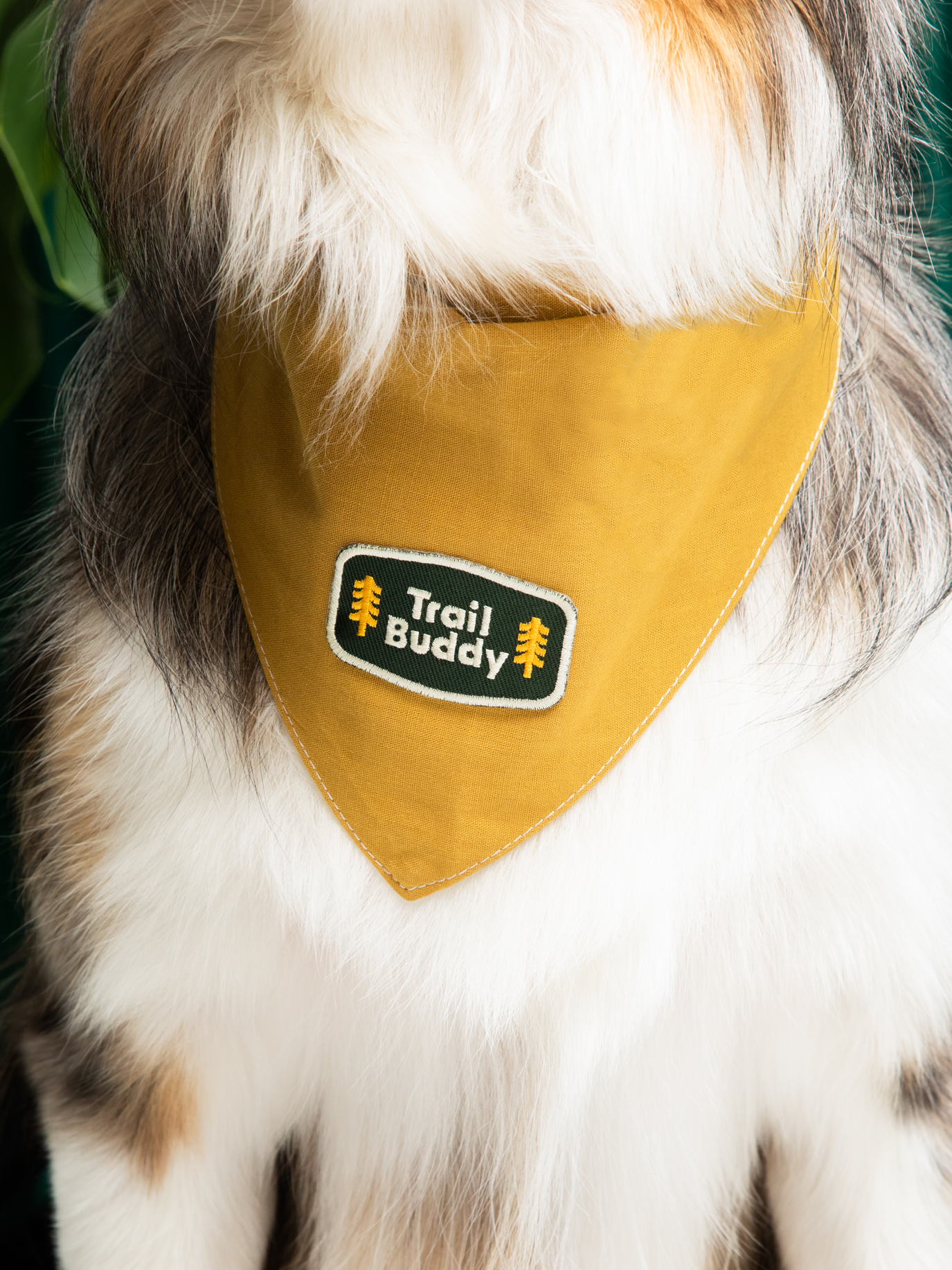 Trail Buddy iron-on patch for dogs