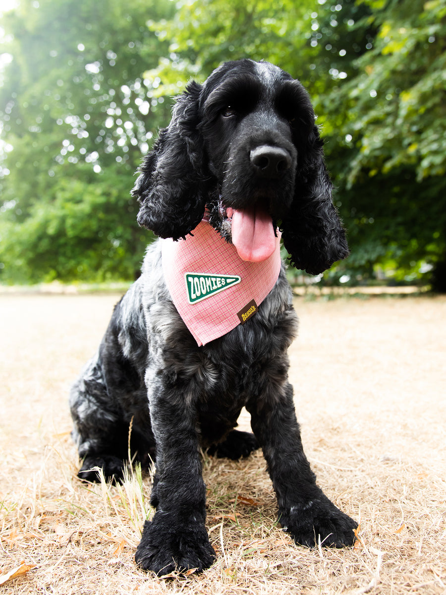 Zoomies iron-on patch for pets