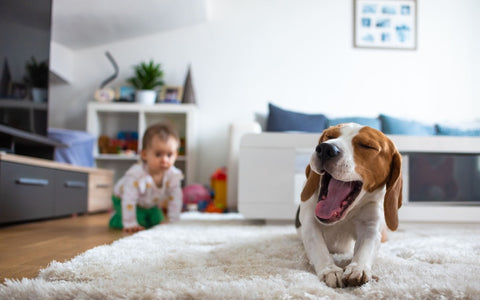 beagle qui s'évade bêtise