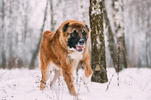 berger caucase neige imposant