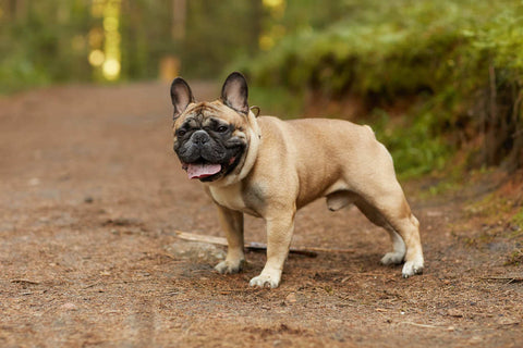 Bouledogue français