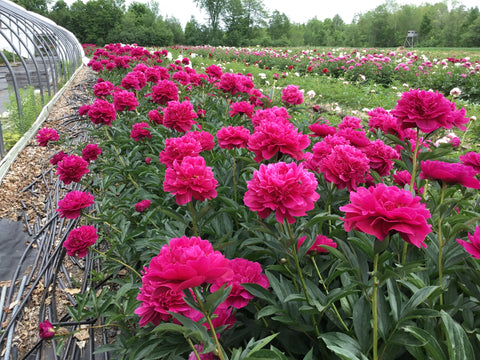 Green Garden Farm Open House