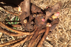 peony roots 2, Green Garden Farm, St. Albans, ME