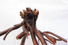 peony roots 1, Green Garden Farm, St. Albans, ME