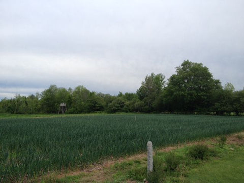 garlic production, garlic growing, garlic planting, garlic harvest