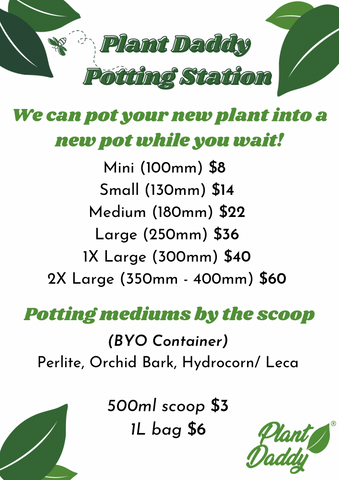 Plant Daddy Potting Station: We can pot your new plant into a new pot while you wait! Mini (100mm) $8   Small (130mm) $14  Medium (180mm) $22  Large (250mm) $36  1X Large (300mm) $40  2X Large (350mm - 400mm) $60. Potting mediums by the scoop: (BYO Container) Perlite, Orchid Bark, Hydrocorn/ Leca  500ml scoop $3 1L bag $6