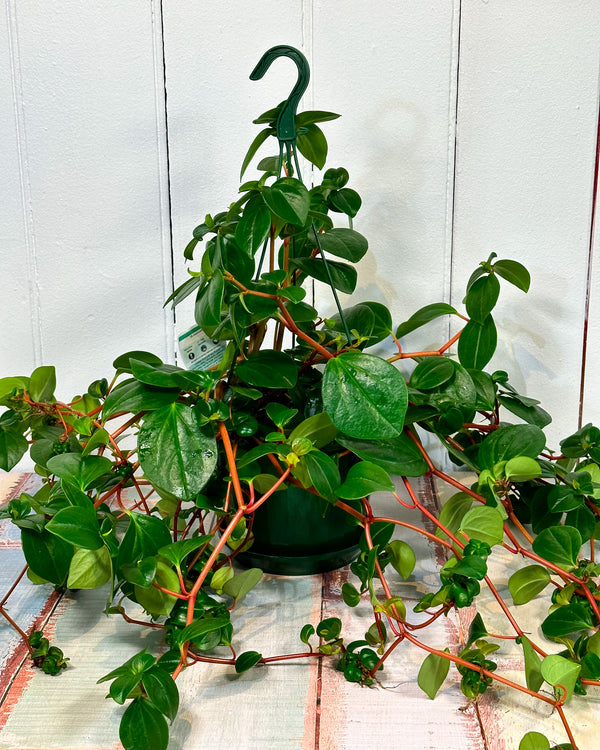 Peperomia Scandens Cupid Variegated – Plant Daddy