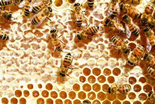 Everything you need to know about honeycomb – Smiley Honey