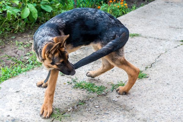 why is my dog biting the tip of his tail