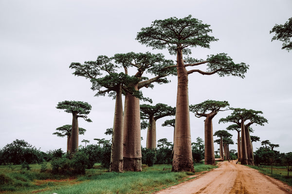 Baobab Trees - Madagascar