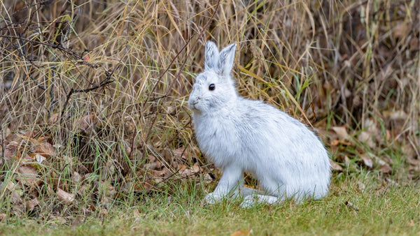 White hare against brown fall grass.