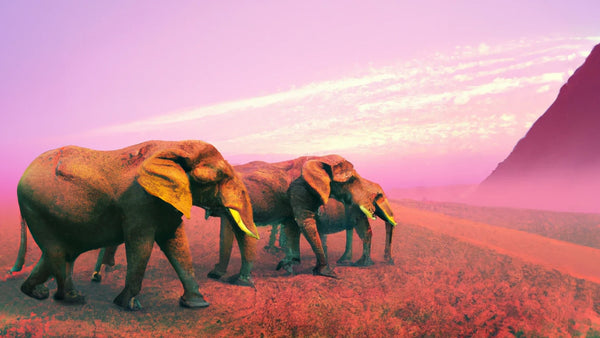 A rendering of elephants at magic hour.