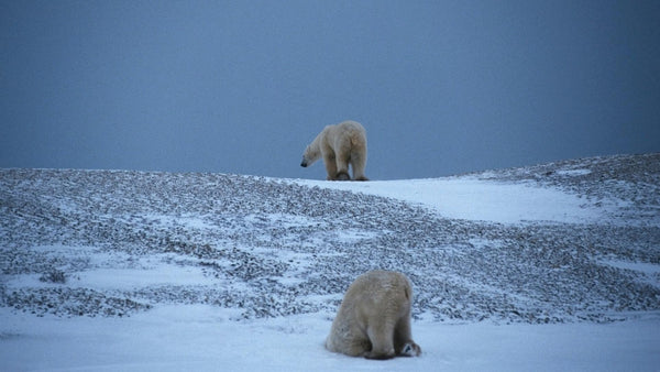 Polar bears against thin cover of white snow