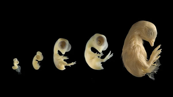 Metamorphosis of chicken embryo