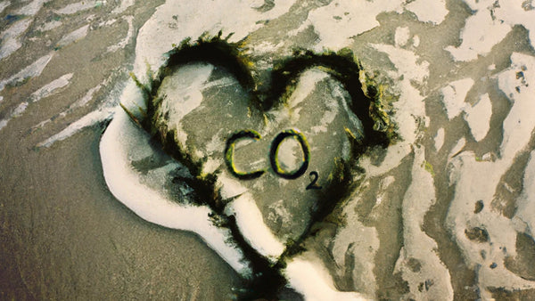 A digital image representing the carbon sequestration of seagrass. A heart made of seagrass on sea foam sand with CO2 in the center.