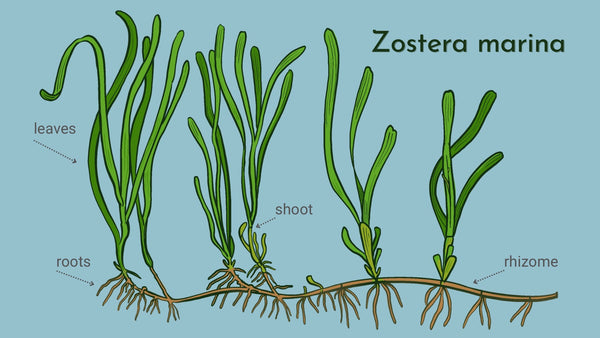 Eelgrass scientifically known as Zostera marina showing rhizome, leaf and root structure.
