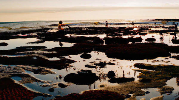 Children playing in the intertidal zone in the afternoon.