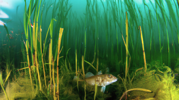 Digital image of fish hiding in eelgrass demonstrating its protective habitat.