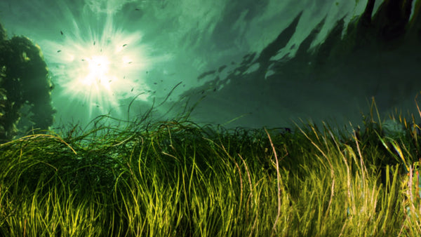 Digital image representing seagrass holding seabed together in stormy weather.