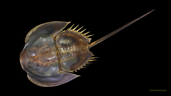 Horseshoe crab seen from above.