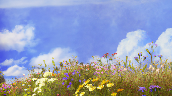 A field of wildflowers with a summer sky filled with fluffy clouds.