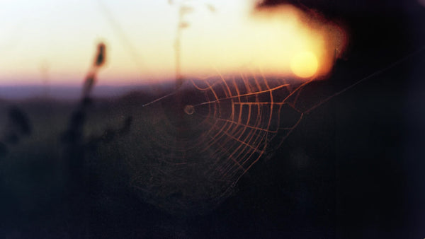 a rendering of a spider web at sunset.
