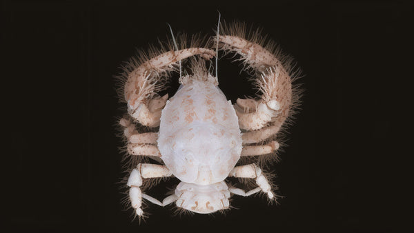 An image os a pale squat lobster, also known as a Galatheid crab, which lives near hydrothermal vents.