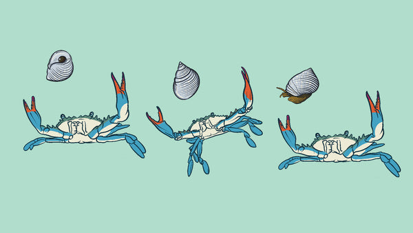 An illustration of blue crabs trying to eat marsh periwinkles.