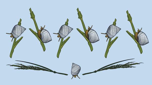An illustration of marsh. periwinkles on cordgrass.
