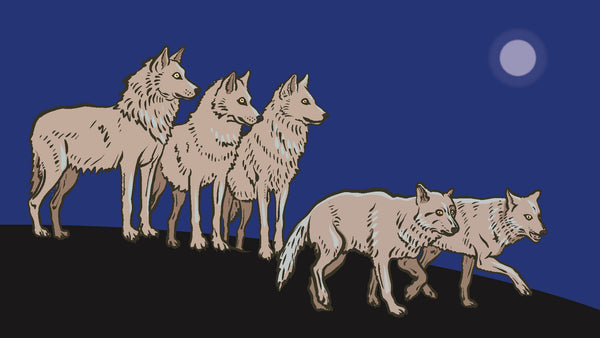 An illustration of the gray wolf against a night background.