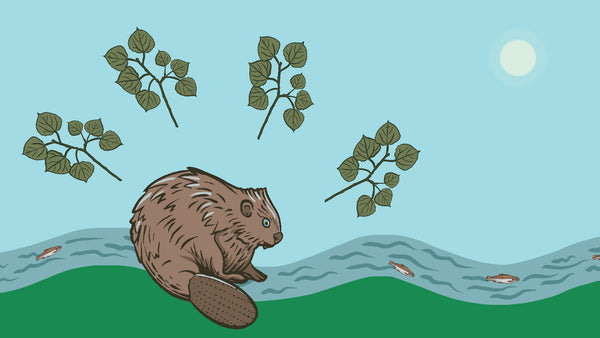 An illustration of a beaver thinking about aspen leaves to build a damn.