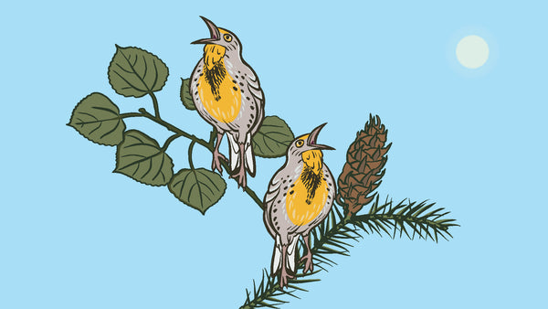 Two songbirds perched on an aspen branch and a Douglass fir branch.