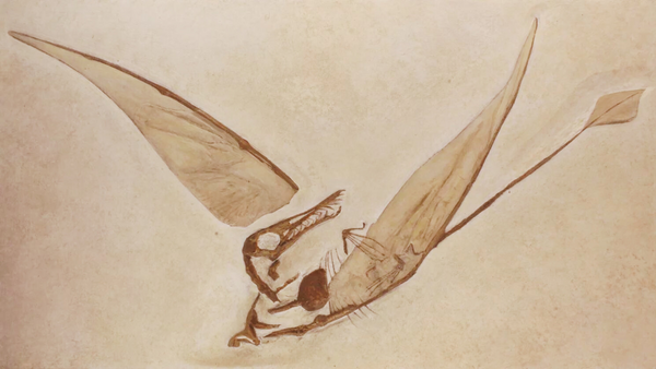 A pterosaur fossil specimen of Rhamphorhynchus (Wikimedia Commons).