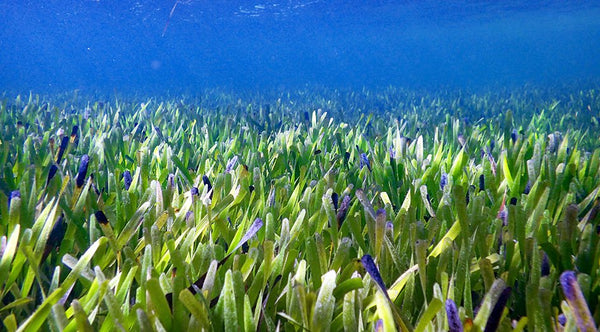 Seagrass in Australia being on e of the largest plants on the planet. Photo (C)Rachel Austin via the University of Western Australia