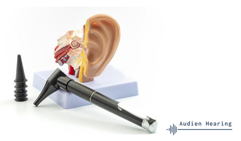 Image of anatomical model of the ear