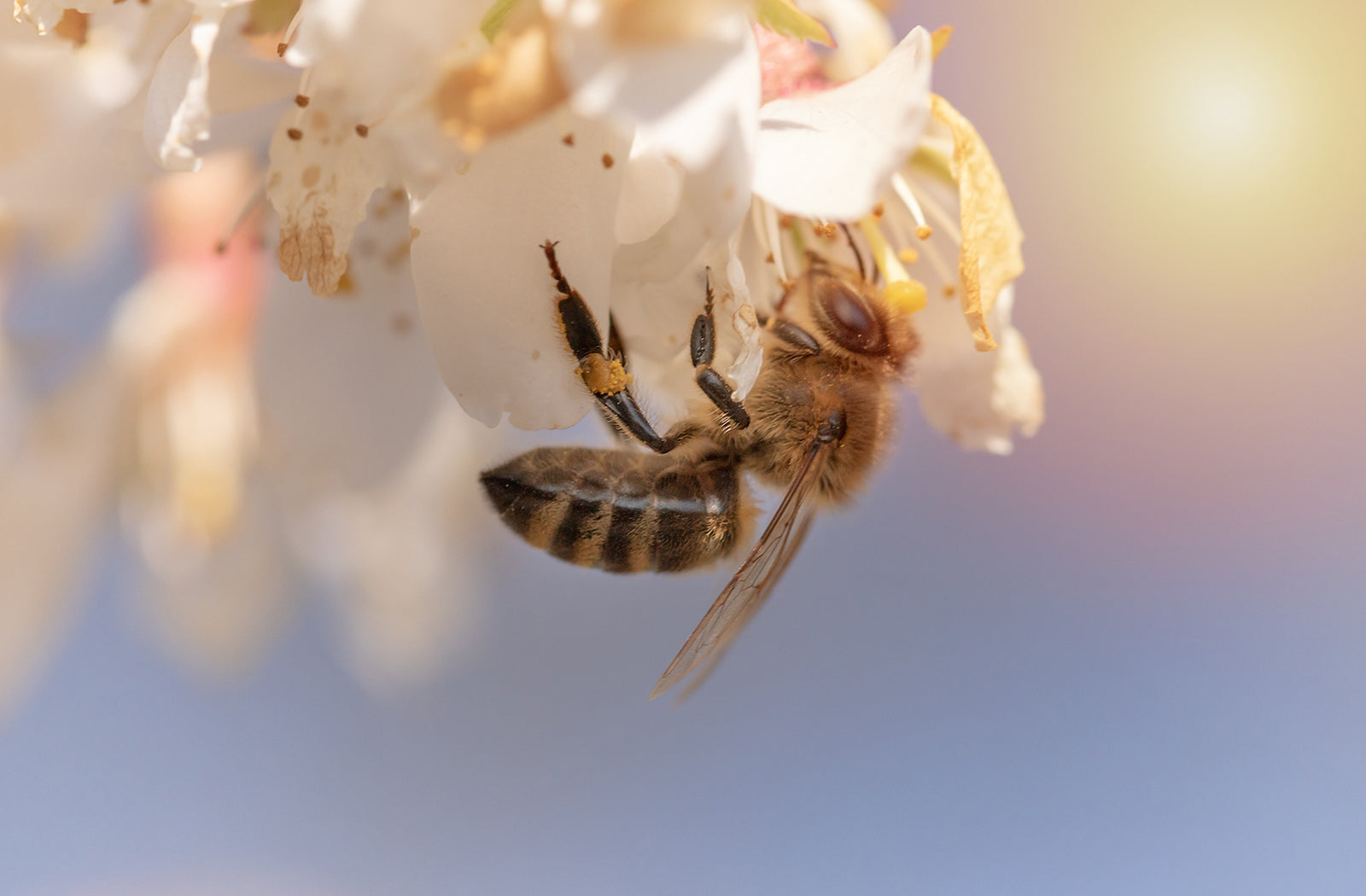 World Bee Day B Brothers Honey