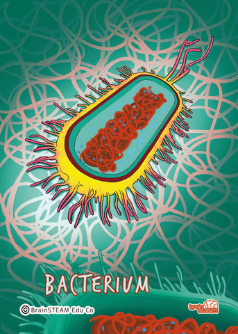 bacteri