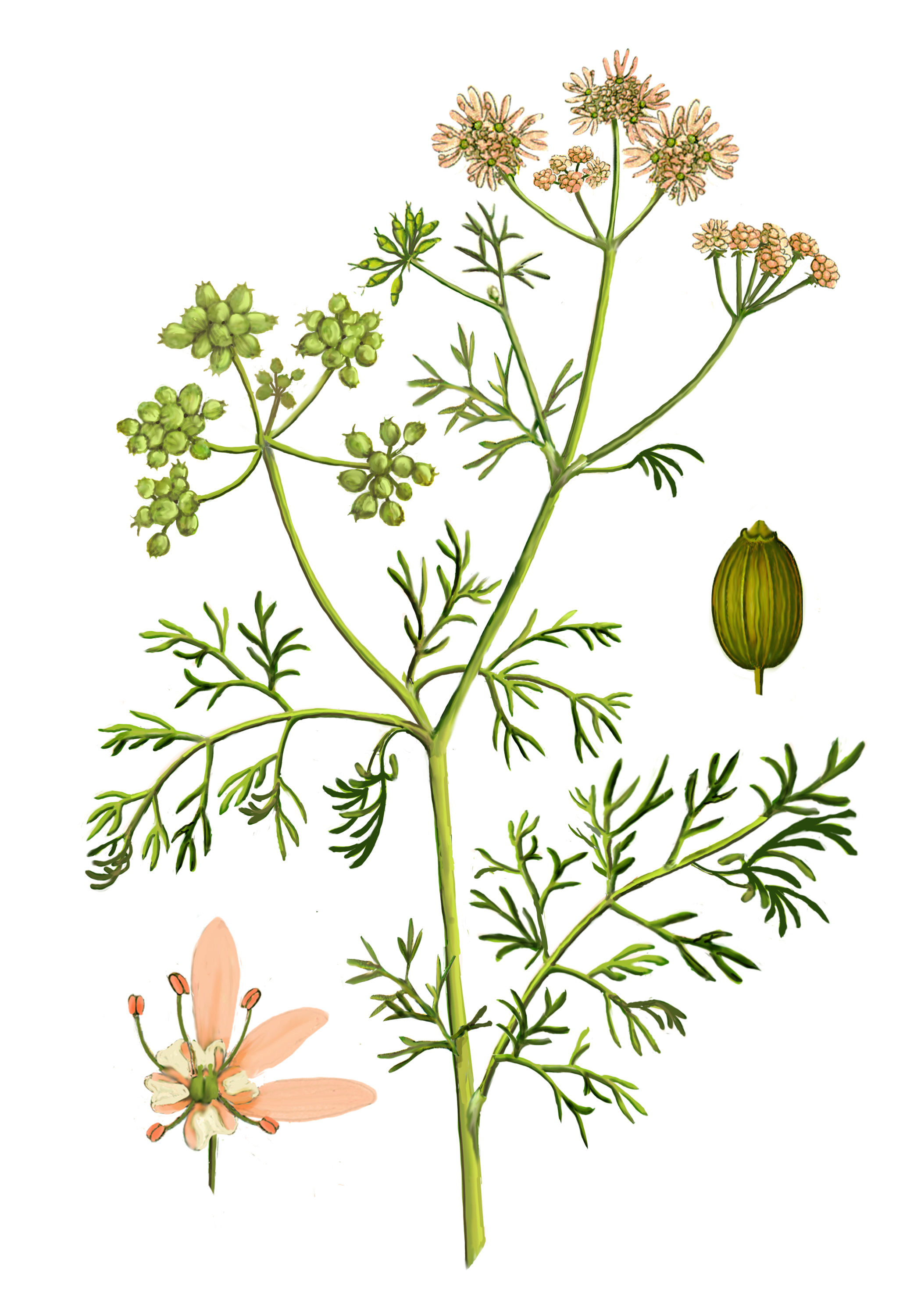 illustration of coriander