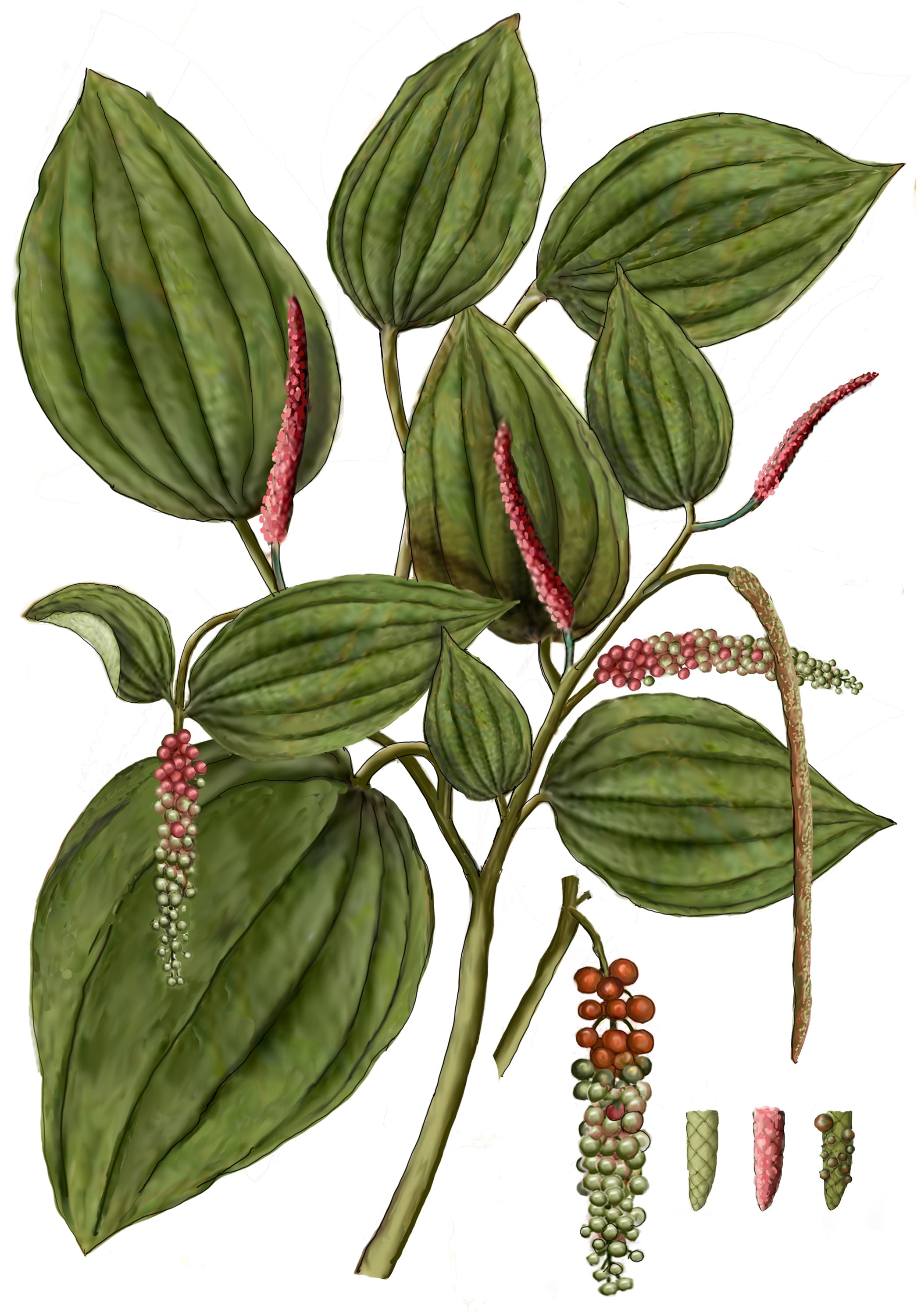 illustration of cubeb plant