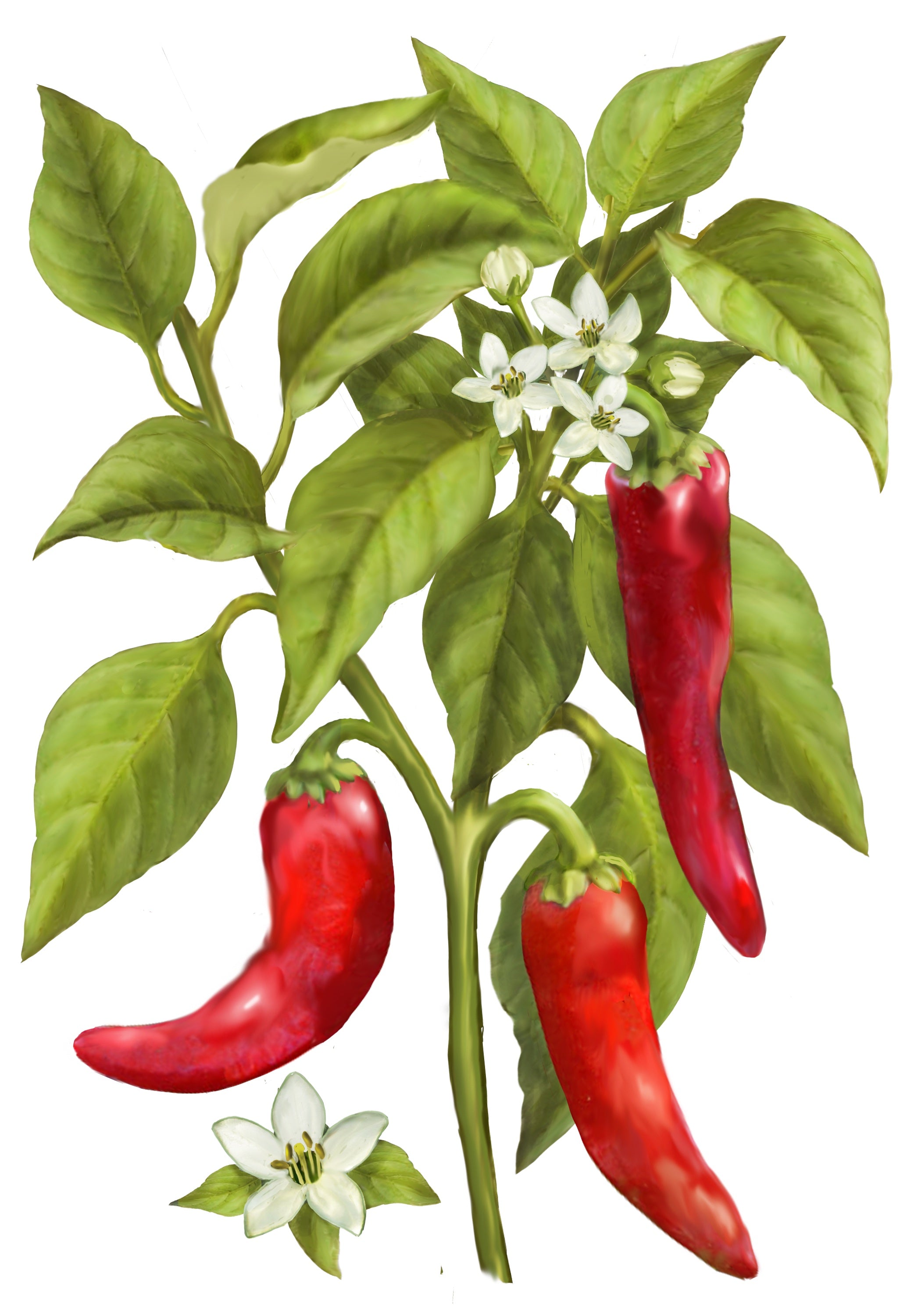 illustration of espelette pepper