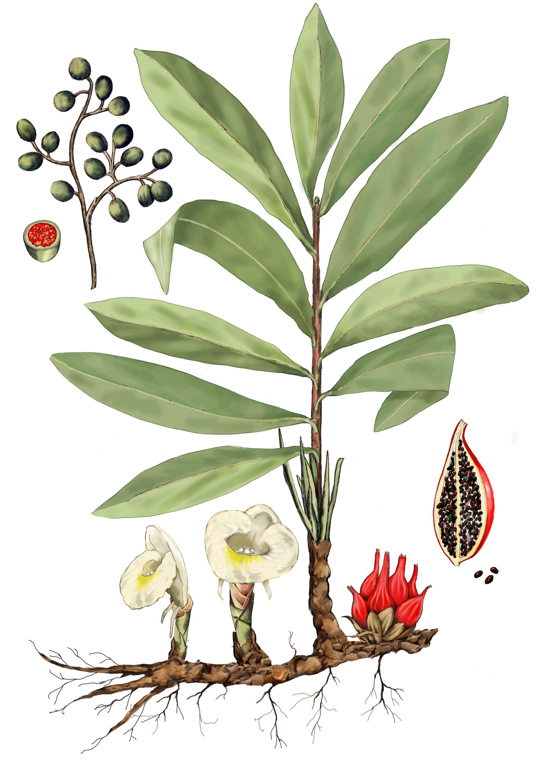 illustration of grains of paradise