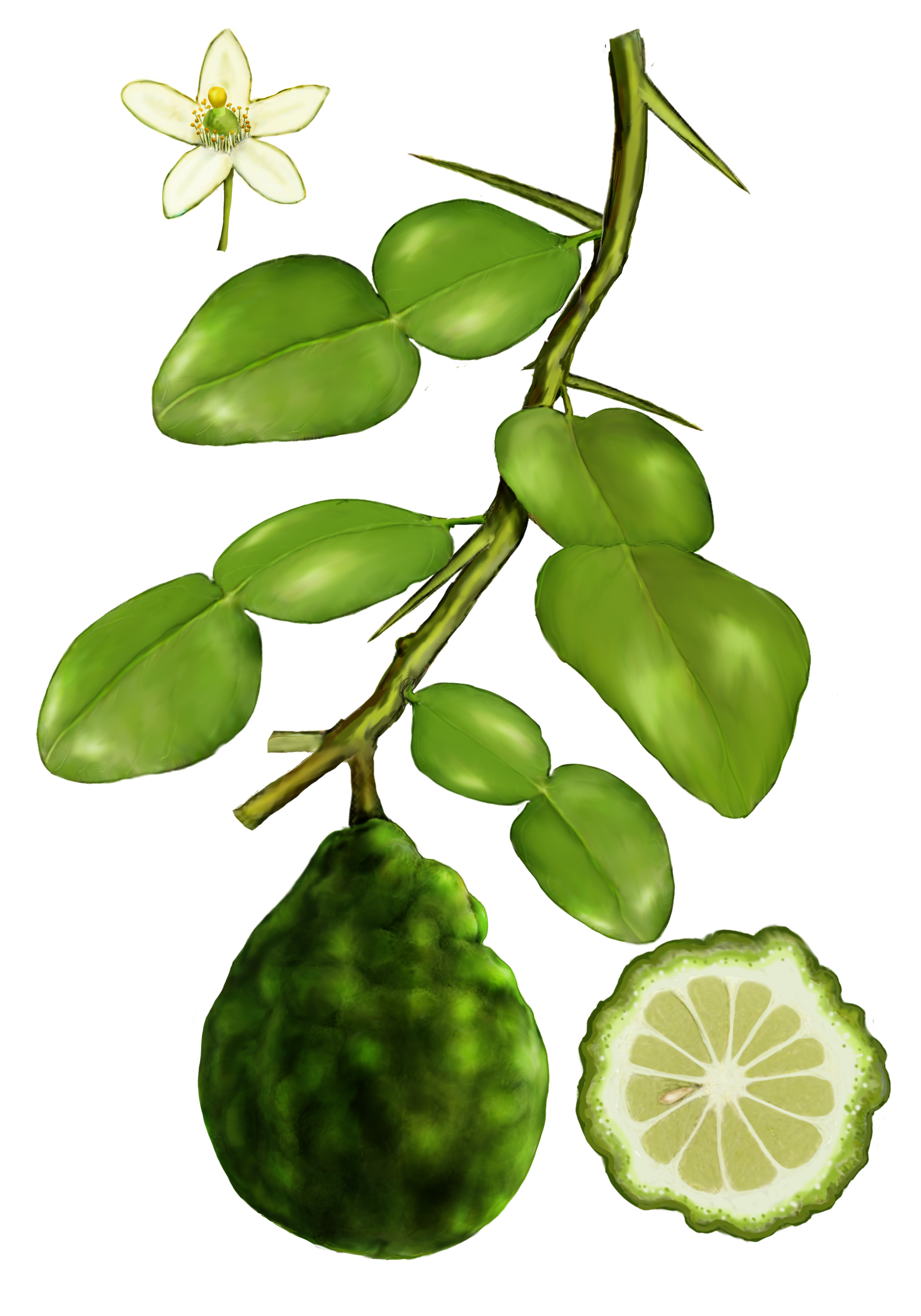 illustration of makrut lime