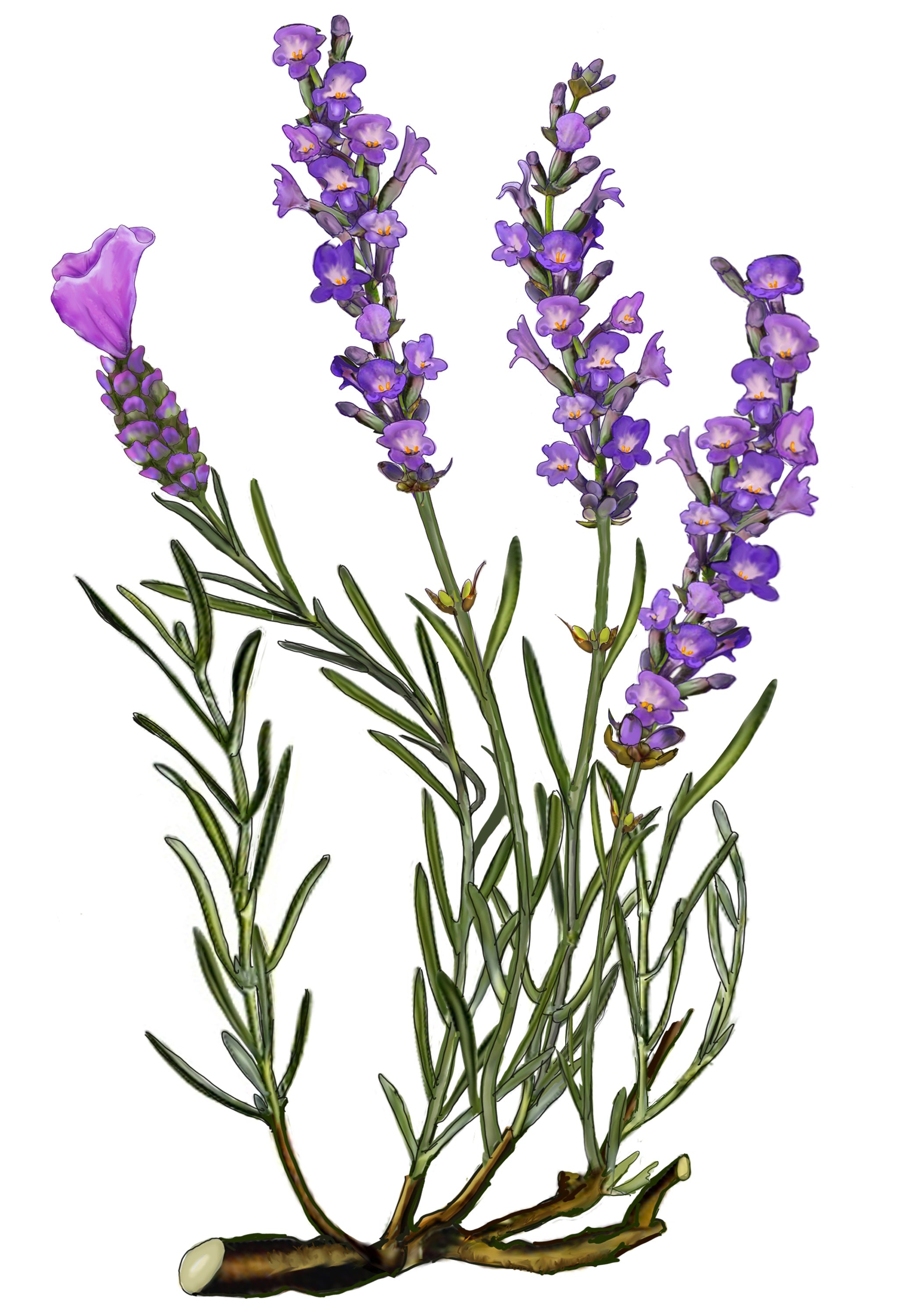 illustration of lavender plant