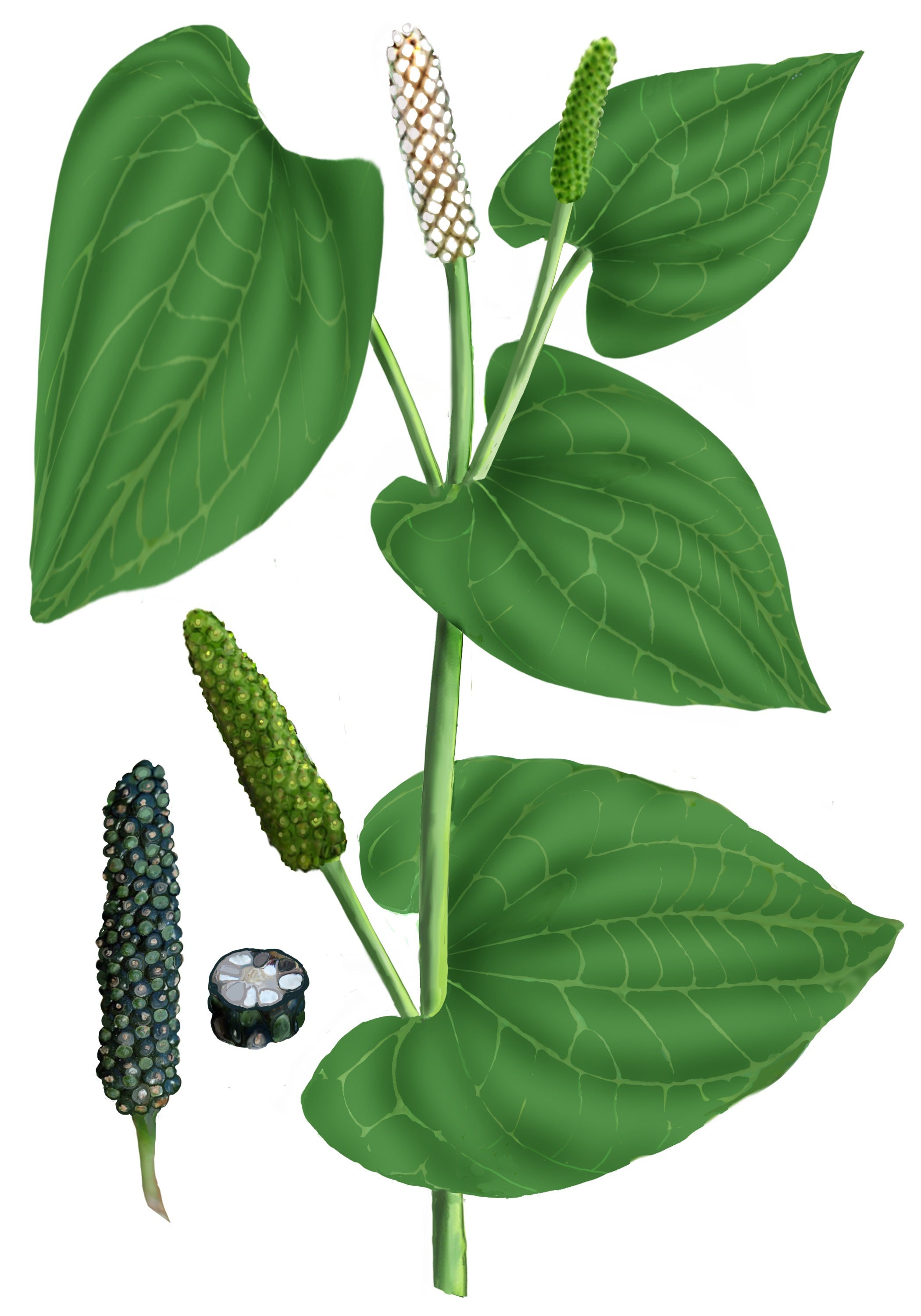 illustrations of long pepper