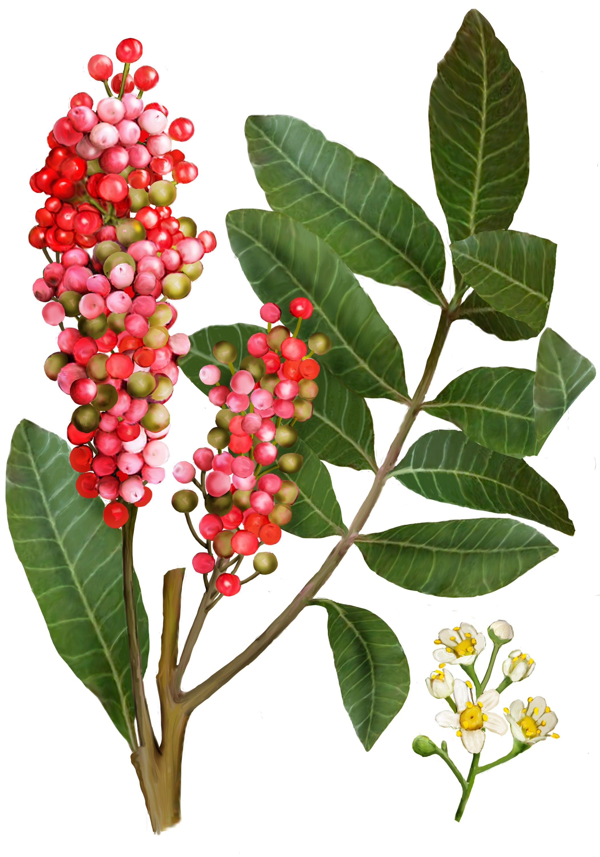 illustration of pink pepper plant