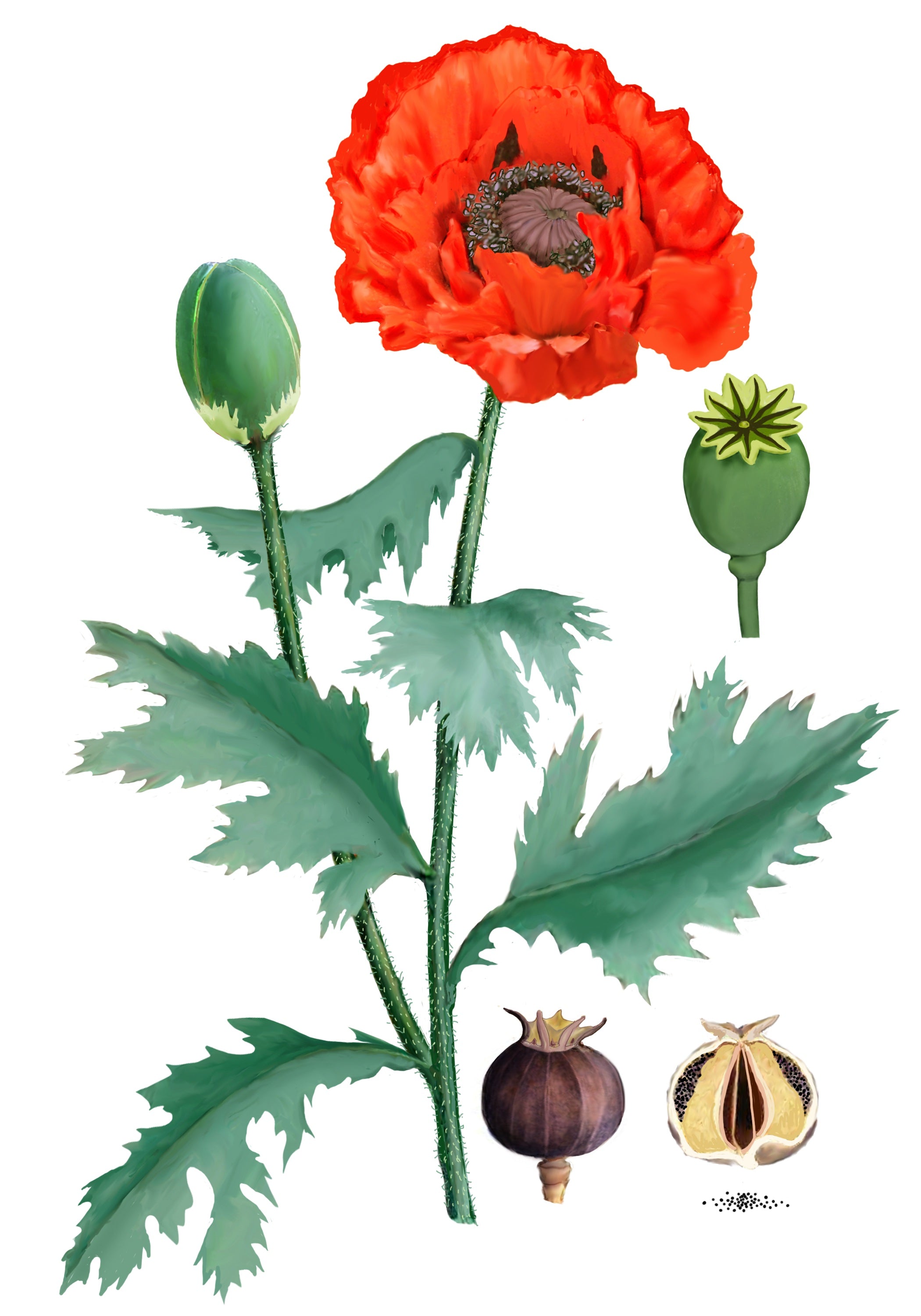 drawing of poppy plant