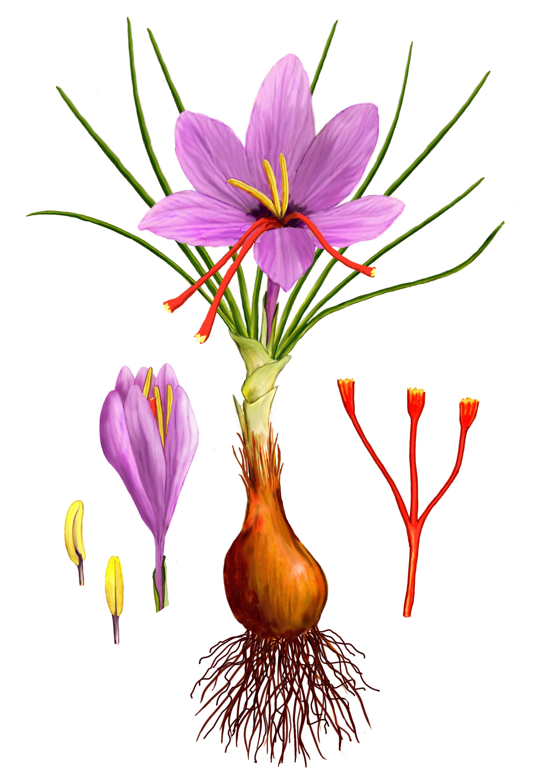 drawing of saffron flower