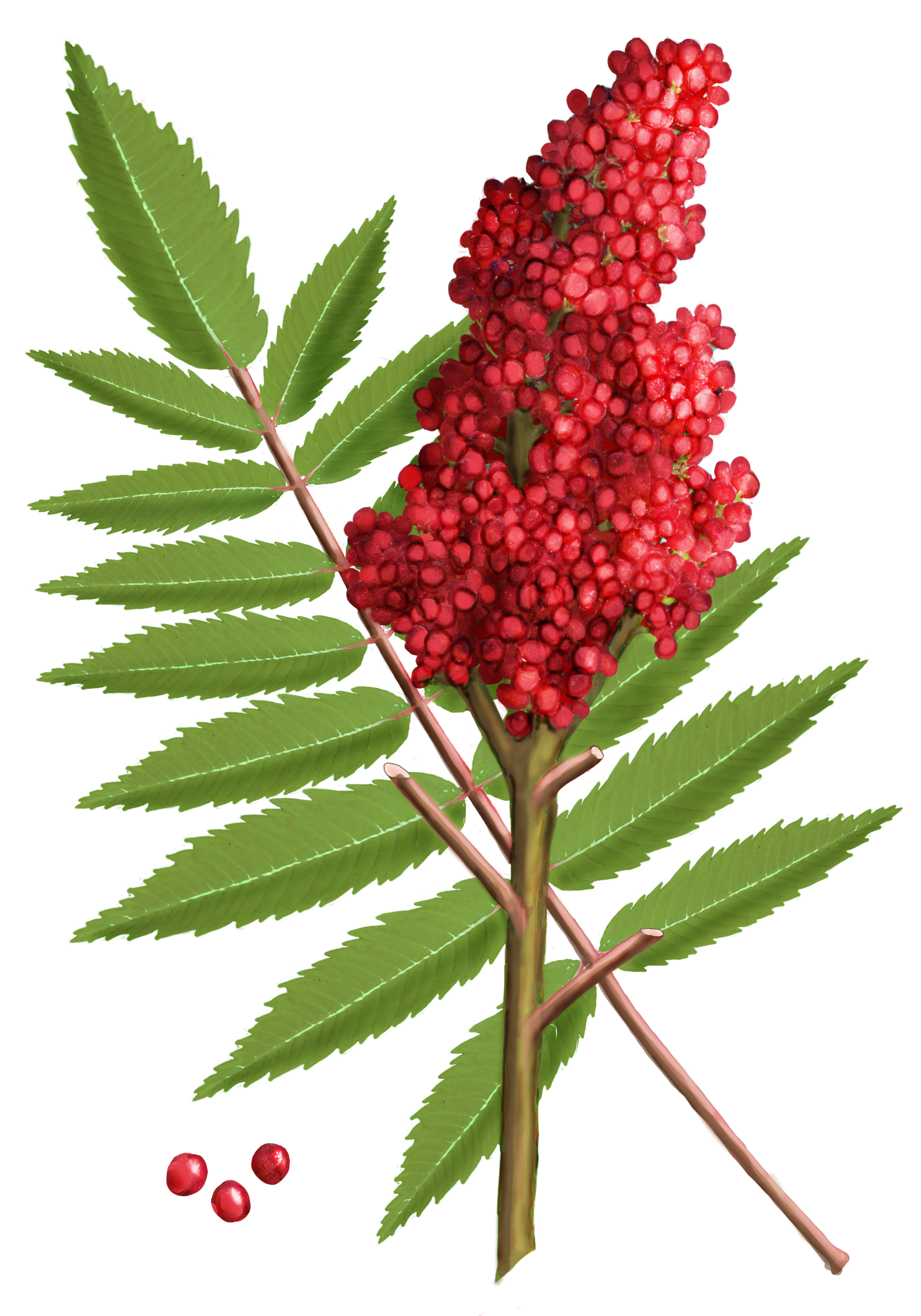 illustration of sumac