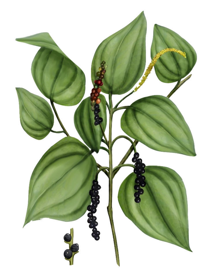 image of pepper vine