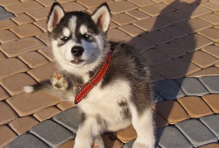 Alaskan Klee Kai: Dog Breed Characteristics & Care